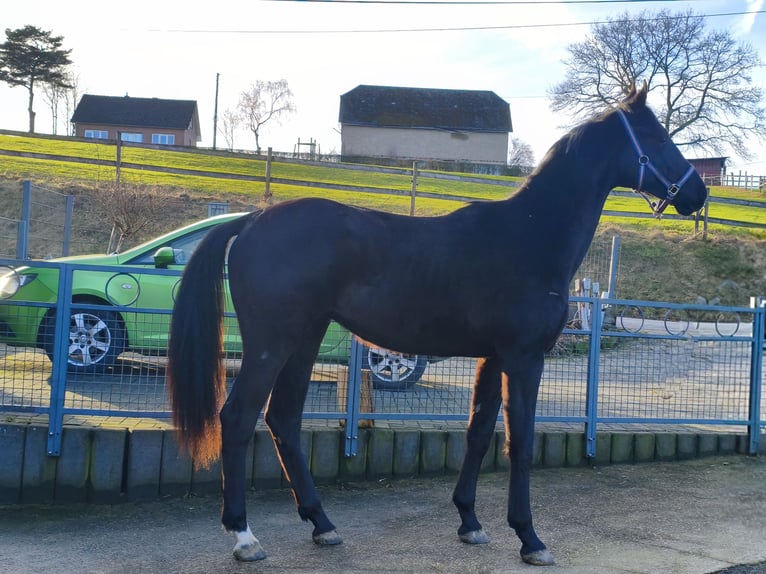 Zangersheide Mix Hengst 2 Jaar 167 cm Donkerbruin in Hepscheid