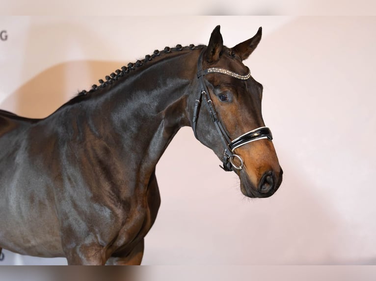 Zangersheide Hengst 2 Jaar 167 cm Donkerbruin in Heerde