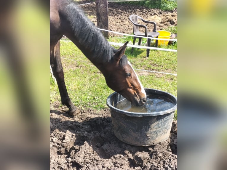 Zangersheide Hengst 2 Jaar 168 cm Bruin in Reiskirchen