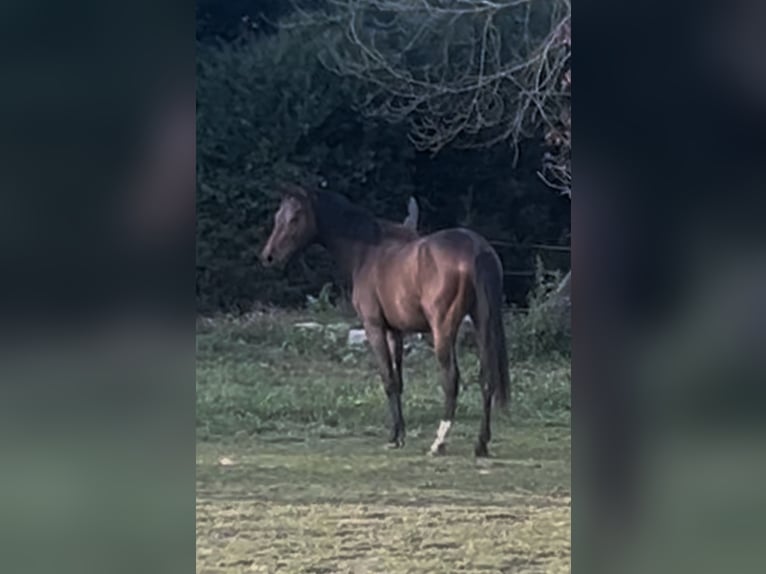 Zangersheide Hengst 2 Jaar 168 cm Donkerbruin in Cantabria