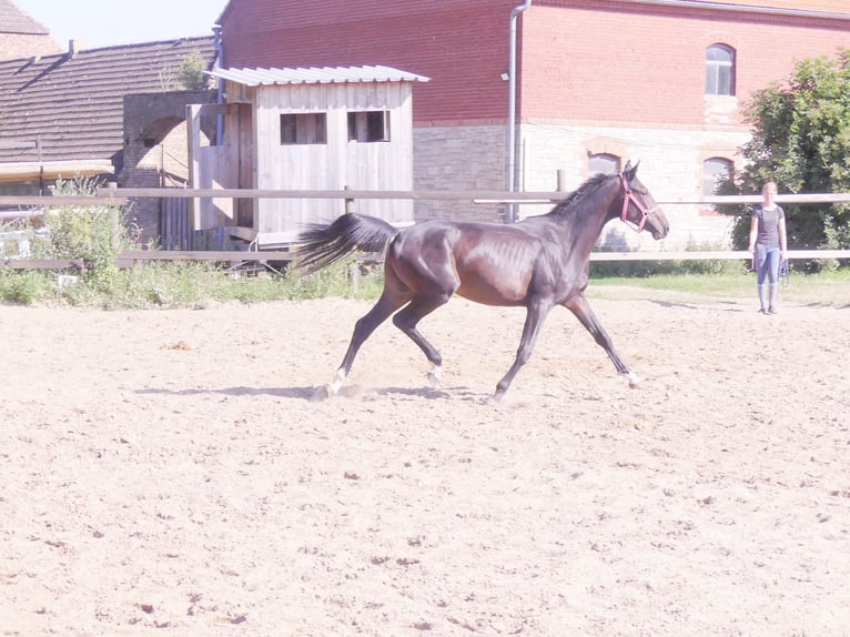 Zangersheide Hengst 2 Jaar 168 cm Donkerbruin in Mücheln (Geiseltal)