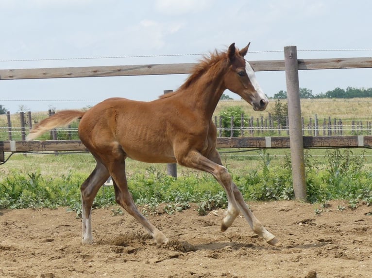 Zangersheide Hengst 2 Jaar 168 cm in Mücheln (Geiseltal)