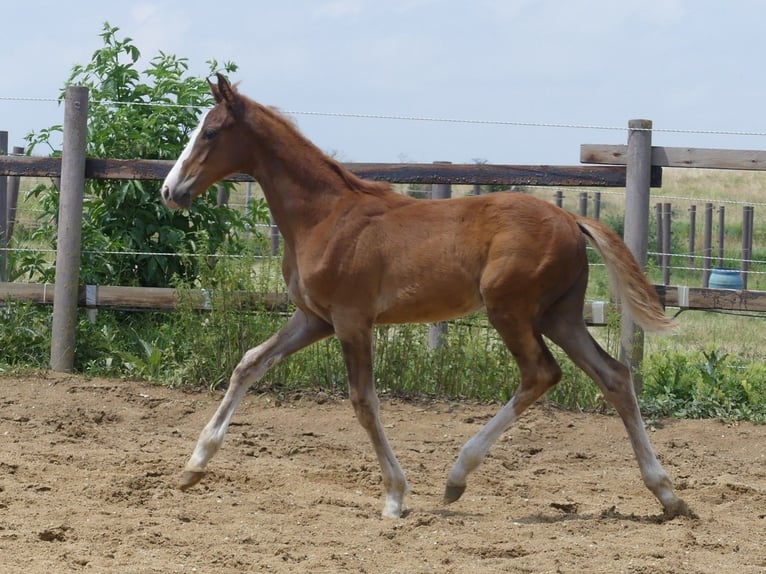 Zangersheide Hengst 2 Jaar 168 cm in Mücheln (Geiseltal)