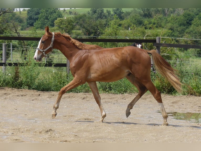 Zangersheide Hengst 2 Jaar 168 cm in Mücheln (Geiseltal)