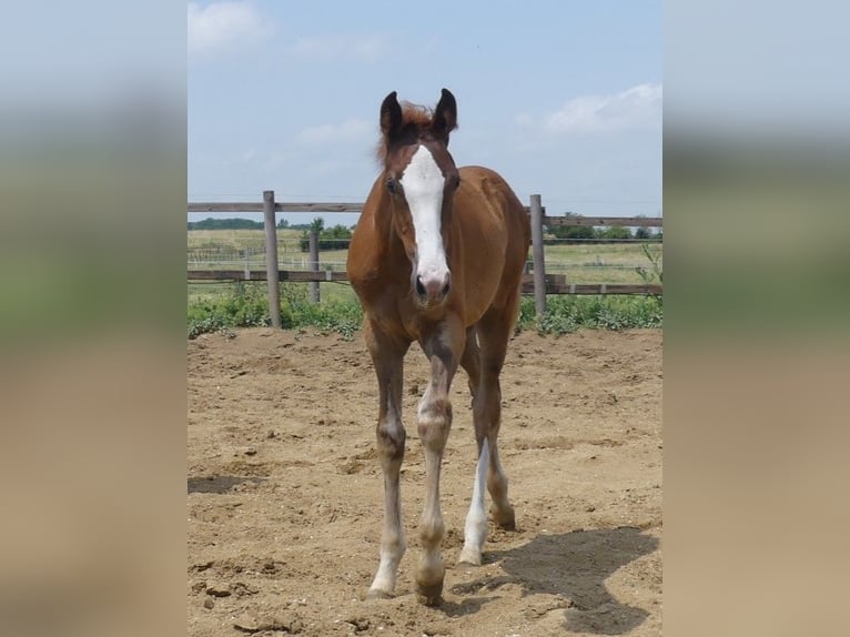 Zangersheide Hengst 2 Jaar 168 cm in Mücheln (Geiseltal)