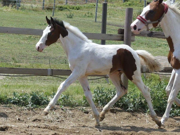 Zangersheide Hengst 2 Jaar 168 cm Gevlekt-paard in Mücheln (Geiseltal)