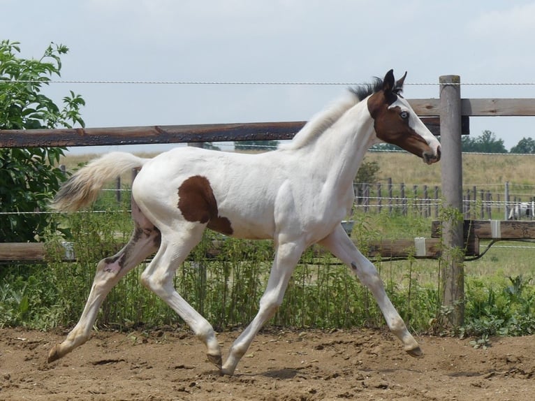 Zangersheide Hengst 2 Jaar 168 cm Gevlekt-paard in Mücheln (Geiseltal)