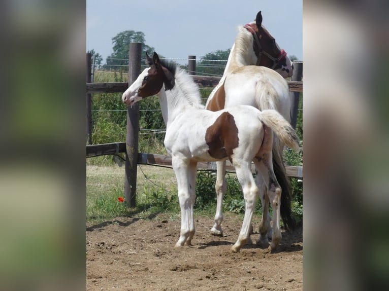 Zangersheide Hengst 2 Jaar 168 cm Gevlekt-paard in Mücheln (Geiseltal)