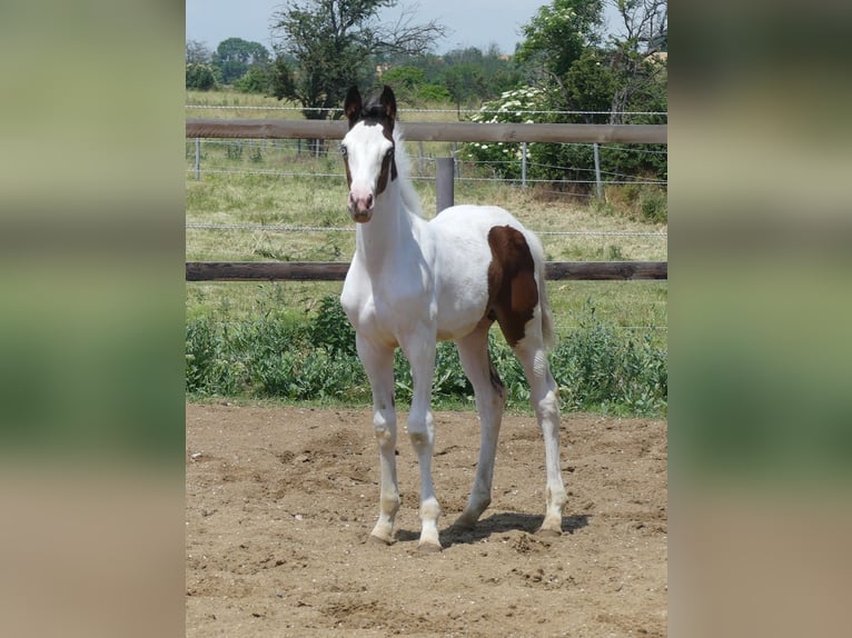 Zangersheide Hengst 2 Jaar 168 cm Gevlekt-paard in Mücheln (Geiseltal)