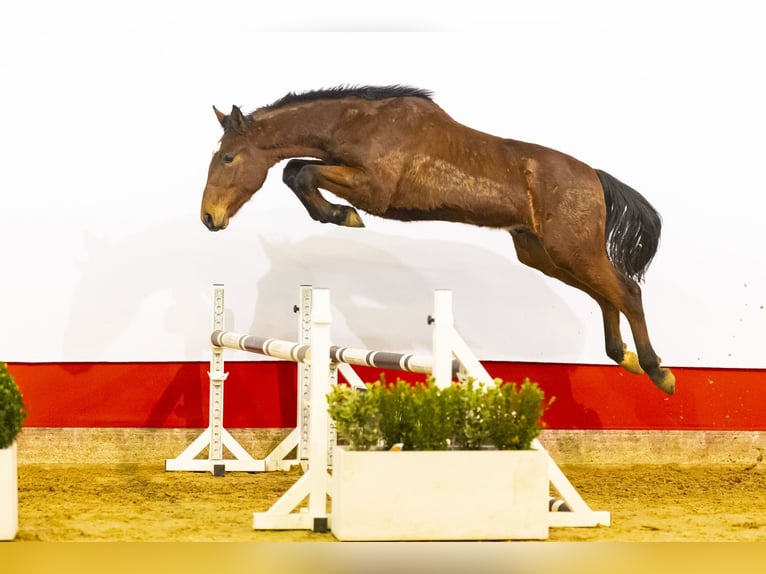 Zangersheide Hengst 2 Jaar 169 cm Bruin in Waddinxveen