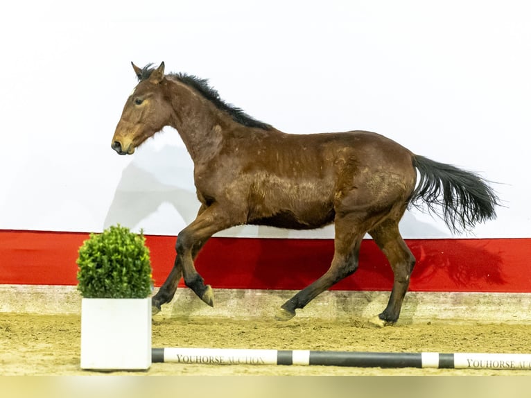 Zangersheide Hengst 2 Jaar 169 cm Bruin in Waddinxveen