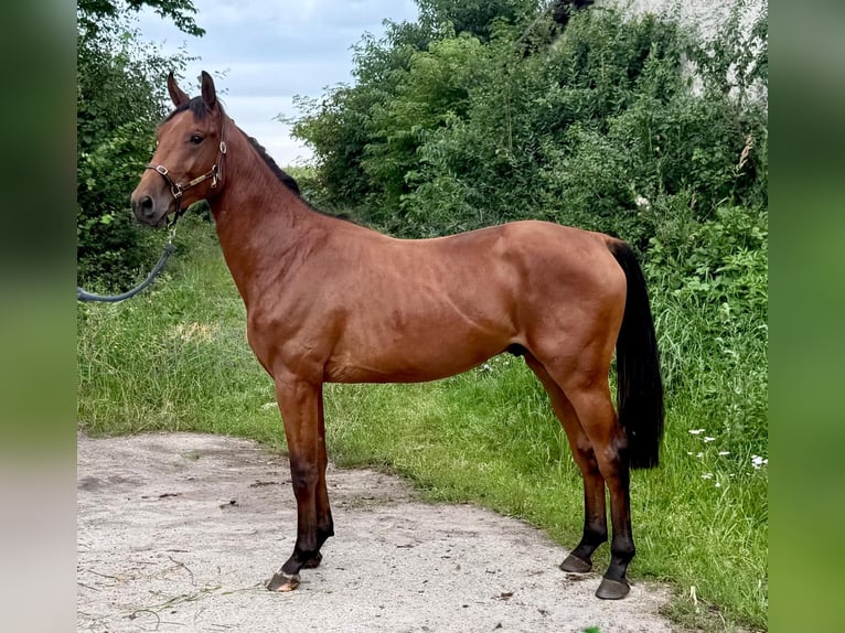 Zangersheide Hengst 2 Jaar 170 cm Bruin in Brzyków