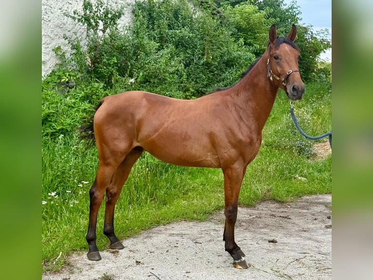 Zangersheide Hengst 2 Jaar 170 cm Bruin in Brzyków