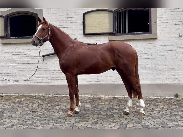 Zangersheide Hengst 2 Jaar 170 cm Vos in Lonsee