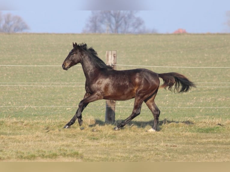 Zangersheide Hengst 2 Jaar 170 cm Zwartbruin in Dobromierz