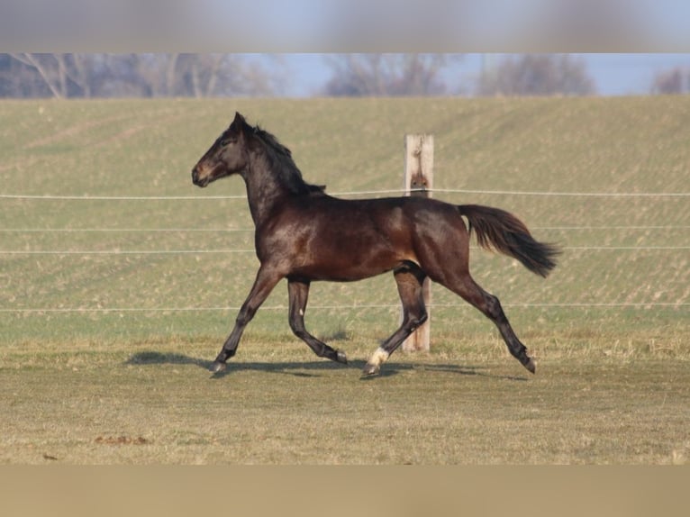 Zangersheide Hengst 2 Jaar 170 cm Zwartbruin in Dobromierz