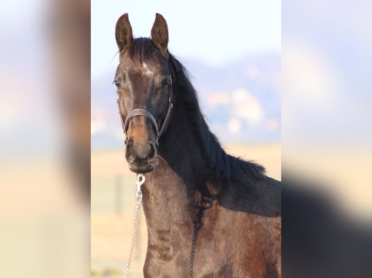 Zangersheide Hengst 2 Jaar 170 cm Zwartbruin in Dobromierz