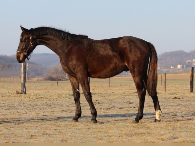 Zangersheide Hengst 2 Jaar 170 cm Zwartbruin in Dobromierz