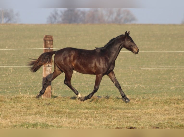 Zangersheide Hengst 2 Jaar 170 cm Zwartbruin in Dobromierz