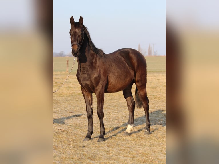 Zangersheide Hengst 2 Jaar 170 cm Zwartbruin in Dobromierz