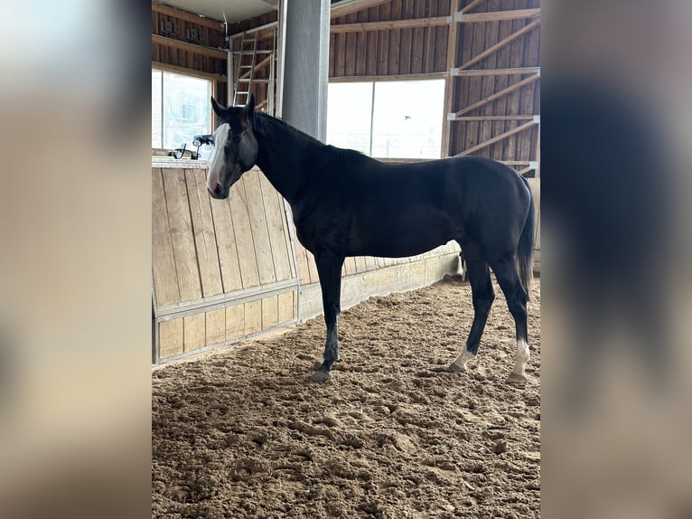 Zangersheide Hengst 2 Jaar 170 cm Zwartschimmel in Altusried