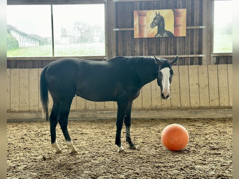 Zangersheide Hengst 2 Jaar 170 cm Zwartschimmel in Altusried