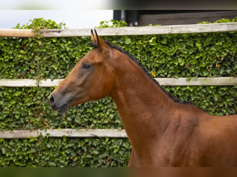 Zangersheide Hengst 2 Jaar 171 cm Bruin in Waddinxveen