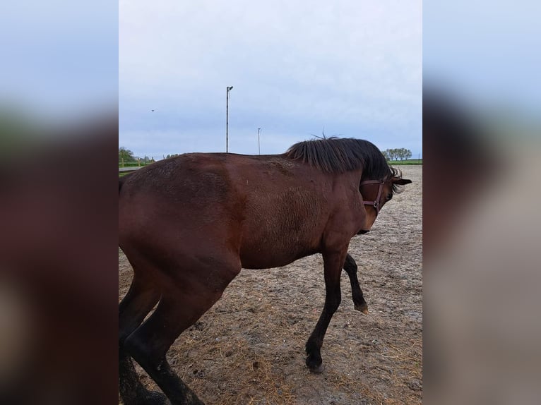 Zangersheide Hengst 2 Jaar 172 cm Bruin in Torhout