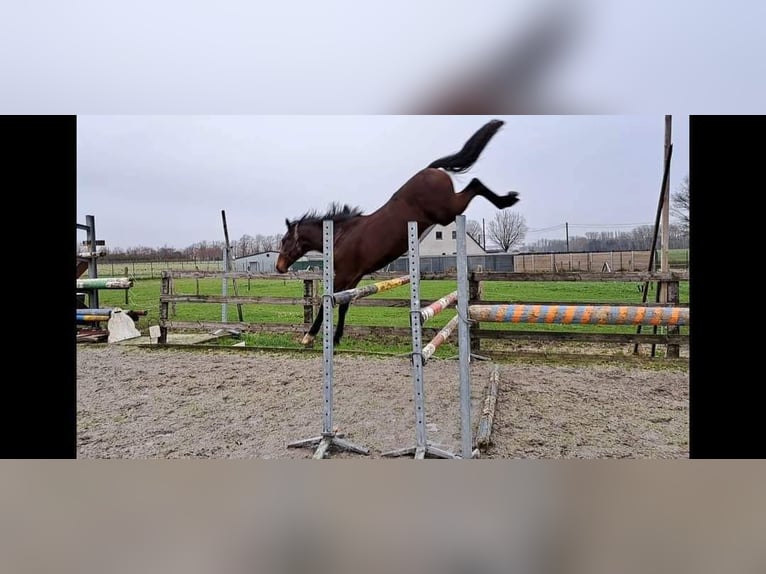 Zangersheide Hengst 2 Jaar 172 cm Bruin in Torhout