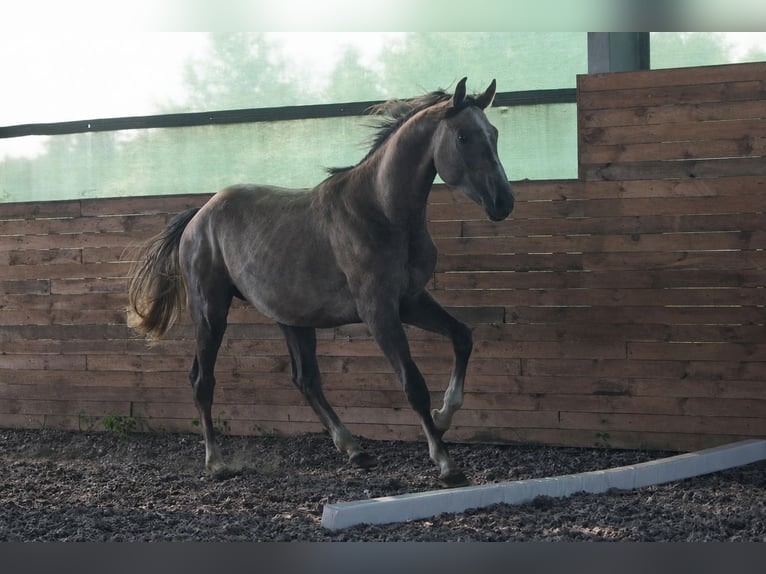 Zangersheide Hengst 2 Jaar 172 cm Donkere-vos in Puszcza Mariańska