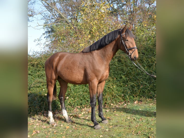 Zangersheide Hengst 2 Jaar 172 cm in Brandenburg an der Havel