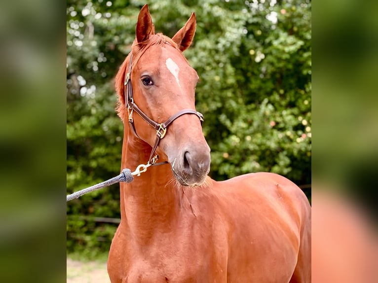Zangersheide Hengst 2 Jaar 172 cm Vos in Brzyków