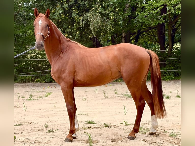 Zangersheide Hengst 2 Jaar 172 cm Vos in Brzyków