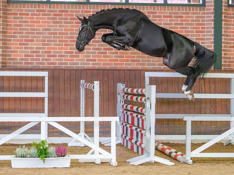 Zangersheide Hengst 2 Jaar Zwart in Pölchow