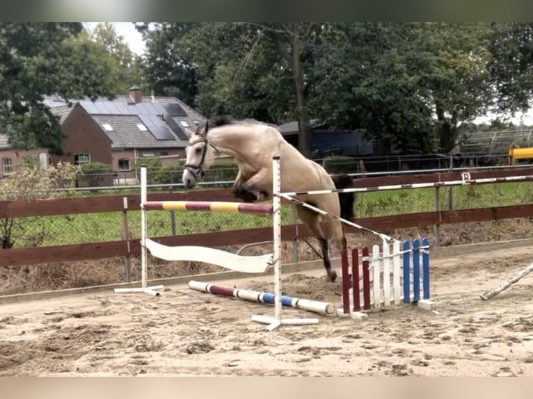 Zangersheide Hengst 3 Jaar 146 cm Buckskin in Schaijk