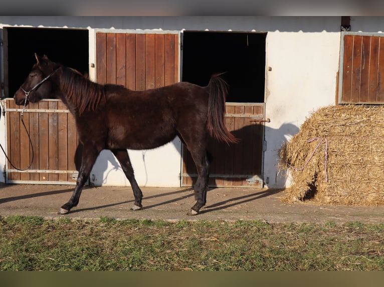 Zangersheide Hengst 3 Jaar 148 cm Zwart in Beaumont pied-de-boeuf