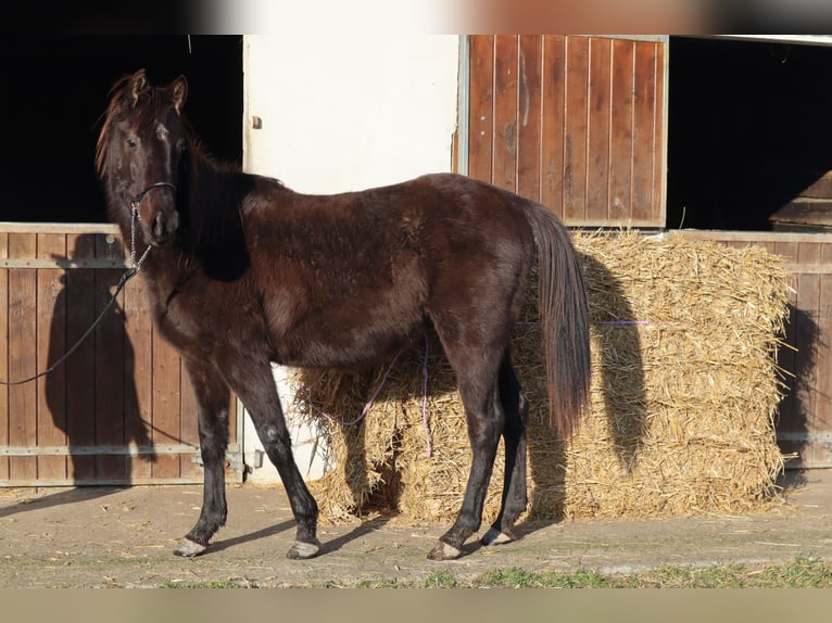 Zangersheide Hengst 3 Jaar 148 cm Zwart in Beaumont pied-de-boeuf