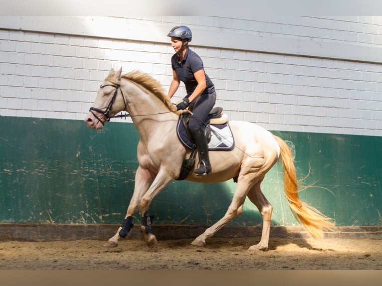 Zangersheide Hengst 3 Jaar 148 cm Zwart in Beaumont pied-de-boeuf