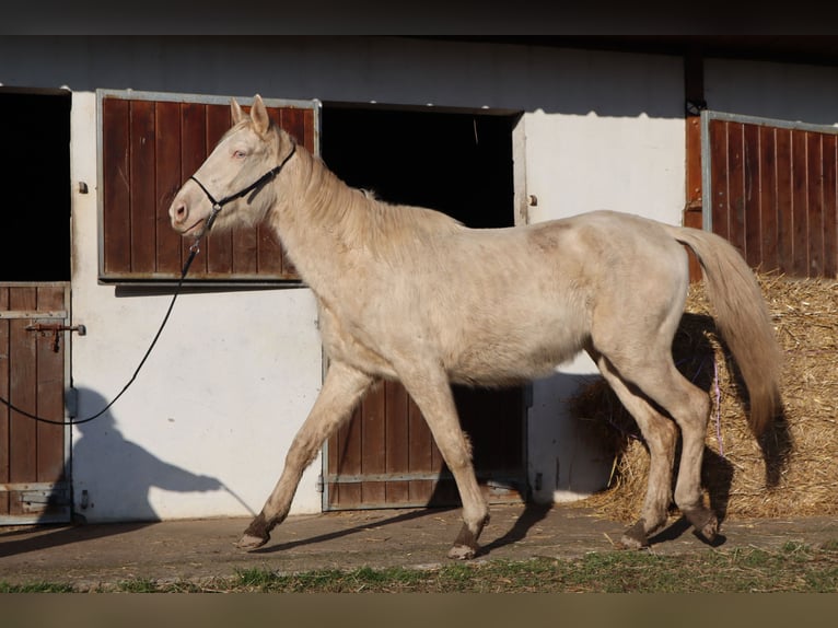 Zangersheide Hengst 3 Jaar 152 cm Perlino in Beaumont pied-de-boeuf