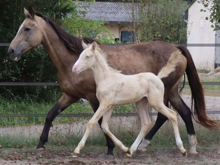 Zangersheide Hengst 3 Jaar 152 cm Perlino in Beaumont pied-de-boeuf