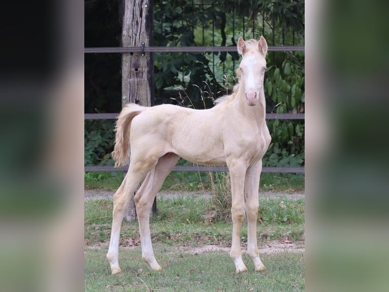 Zangersheide Hengst 3 Jaar 152 cm Perlino in Beaumont pied-de-boeuf