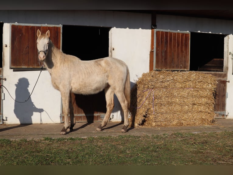 Zangersheide Hengst 3 Jaar 152 cm Perlino in Beaumont pied-de-boeuf