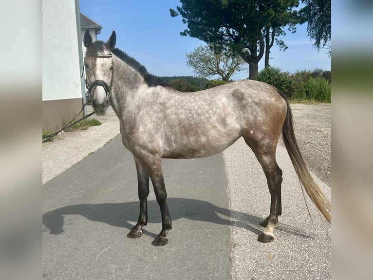 Zangersheide Hengst 3 Jaar 155 cm Schimmel in Pelmberg