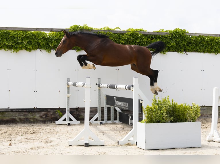 Zangersheide Hengst 3 Jaar 156 cm Bruin in Waddinxveen