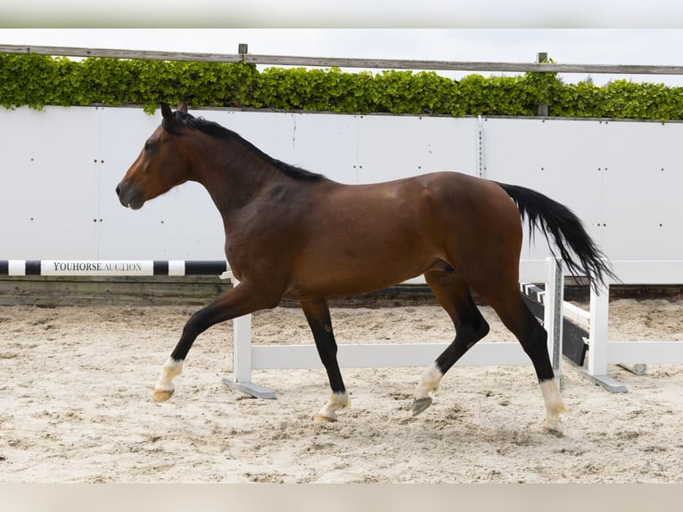 Zangersheide Hengst 3 Jaar 156 cm Bruin in Waddinxveen