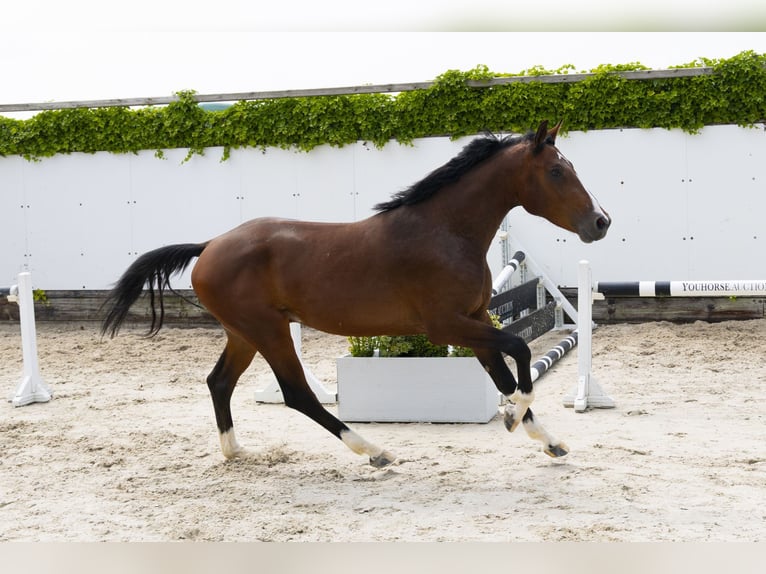 Zangersheide Hengst 3 Jaar 156 cm Bruin in Waddinxveen