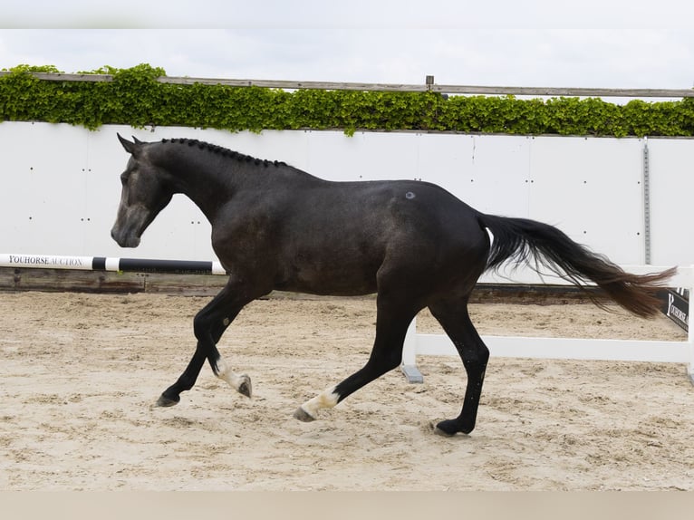 Zangersheide Hengst 3 Jaar 158 cm Schimmel in Waddinxveen