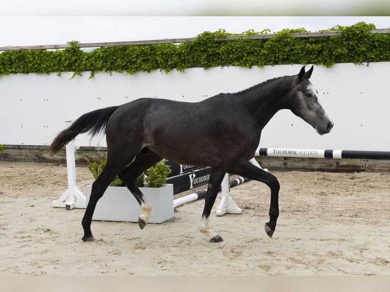 Zangersheide Hengst 3 Jaar 158 cm Schimmel in Waddinxveen