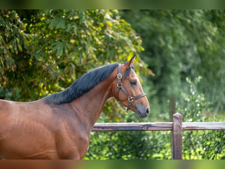 Zangersheide Hengst 3 Jaar 159 cm Bruin in Wijchmaal