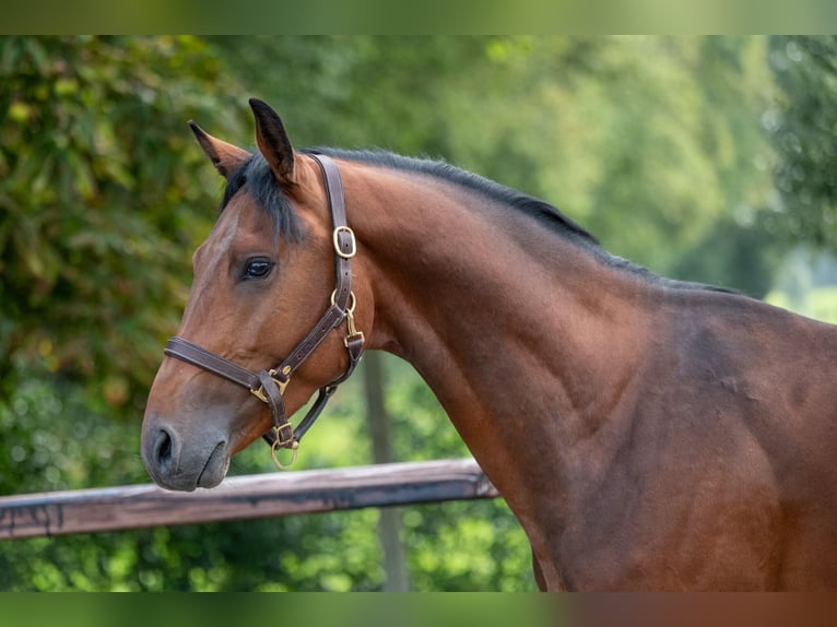 Zangersheide Hengst 3 Jaar 159 cm Bruin in Wijchmaal